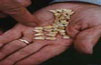 [ Northern Refineries - Gold Casting Grain ]